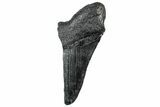 Partial Fossil Megalodon Tooth - South Carolina #320681-1